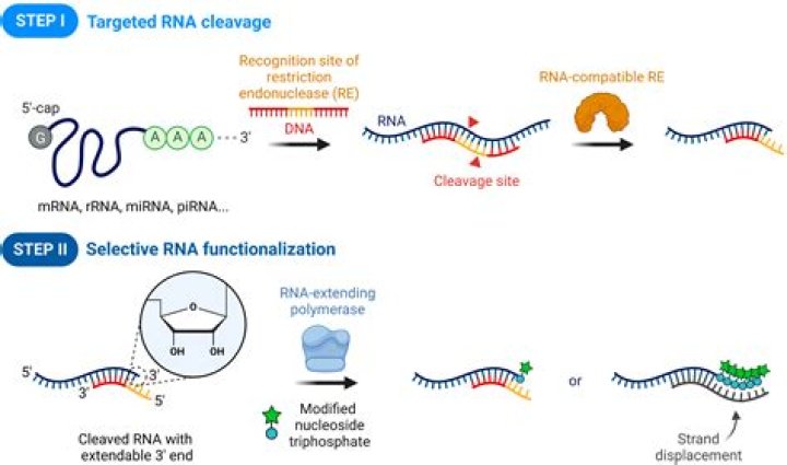 Is a restriction enzyme and endonuclease or an exonuclease?