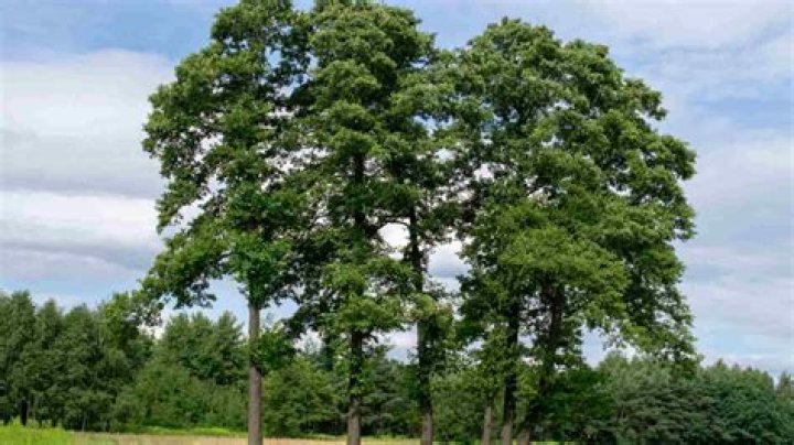 Is alder a birch?