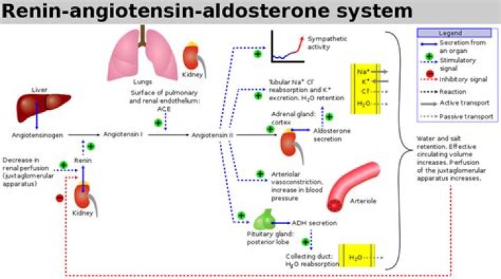 Is aldosterone an androgen?
