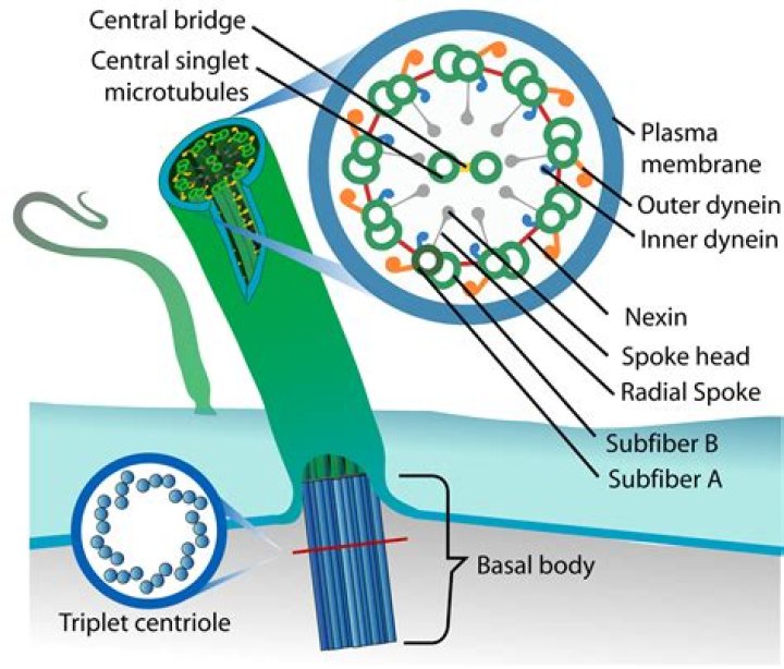 Is cilium plural or singular?