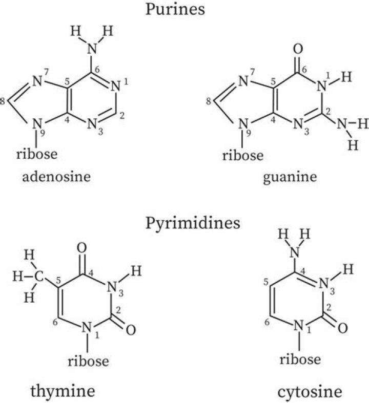 Is cytosine a purine or pyrimidine?