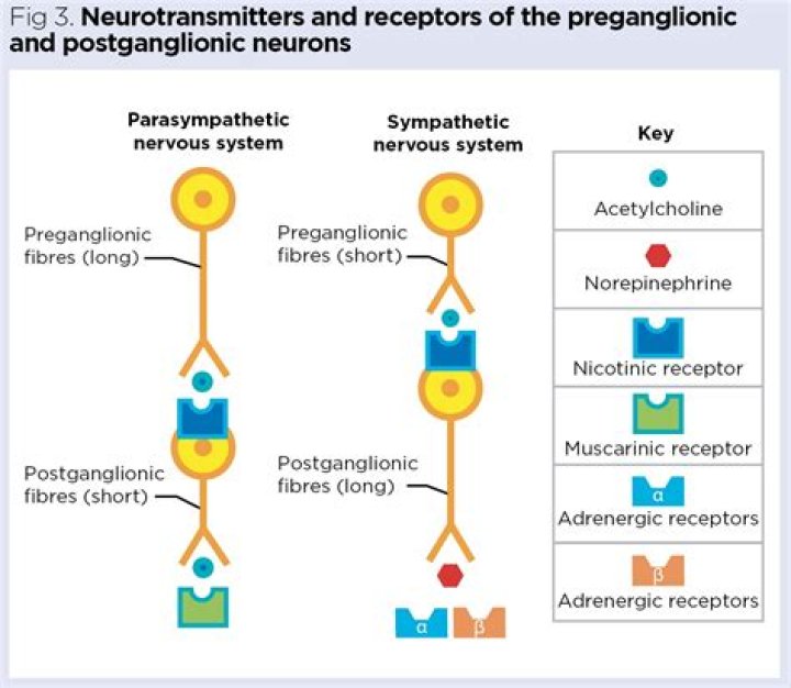 Is digitalis cholinergic or adrenergic?
