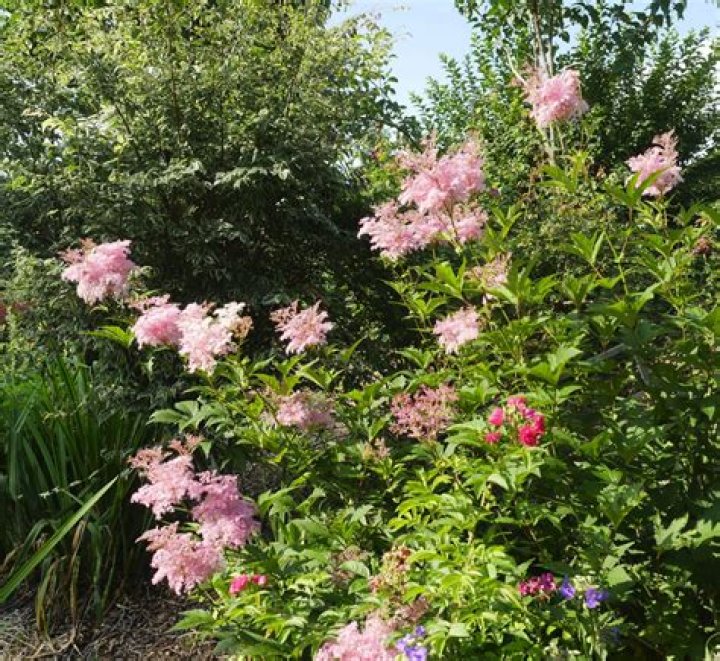Is filipendula rubra invasive?