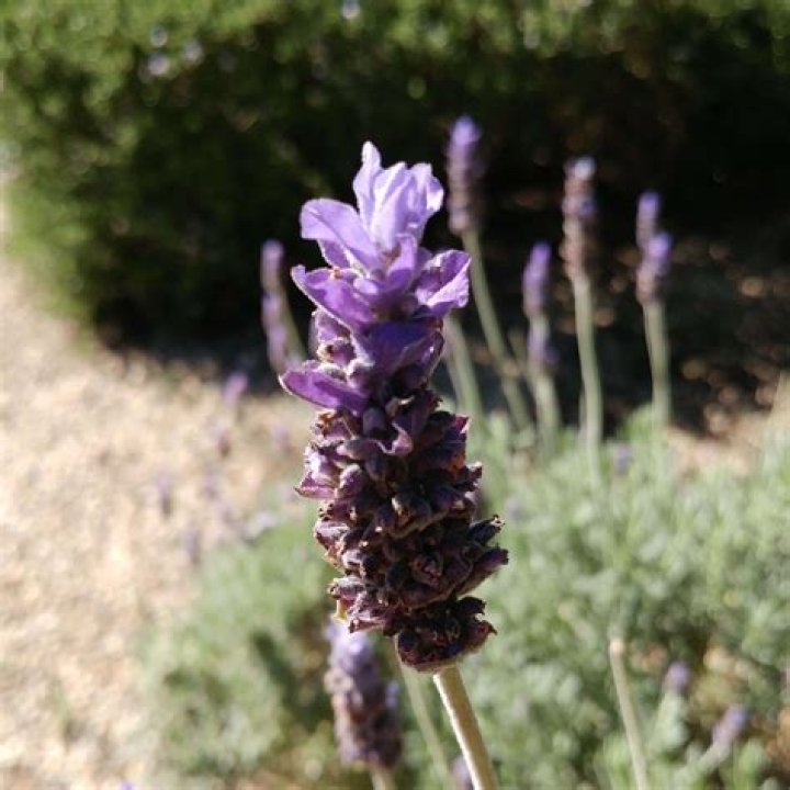 Is goodwin creek lavender edible?
