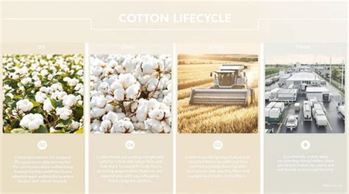 Is growing cotton sustainable?