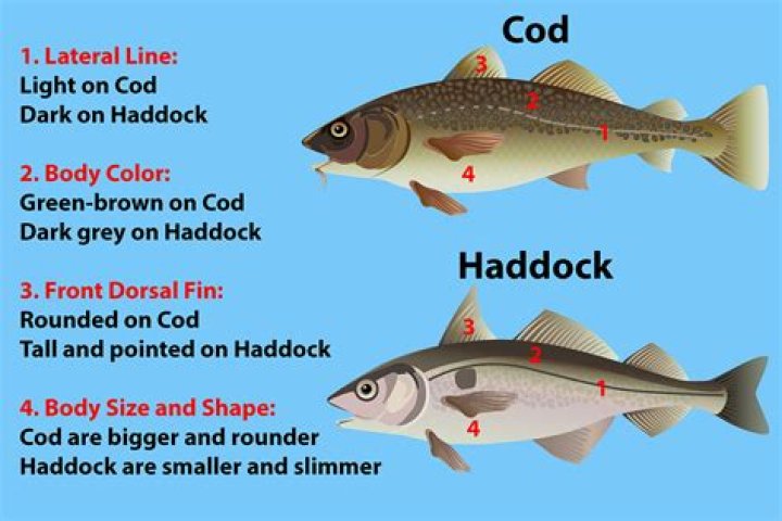 Is haddock tastier than cod?