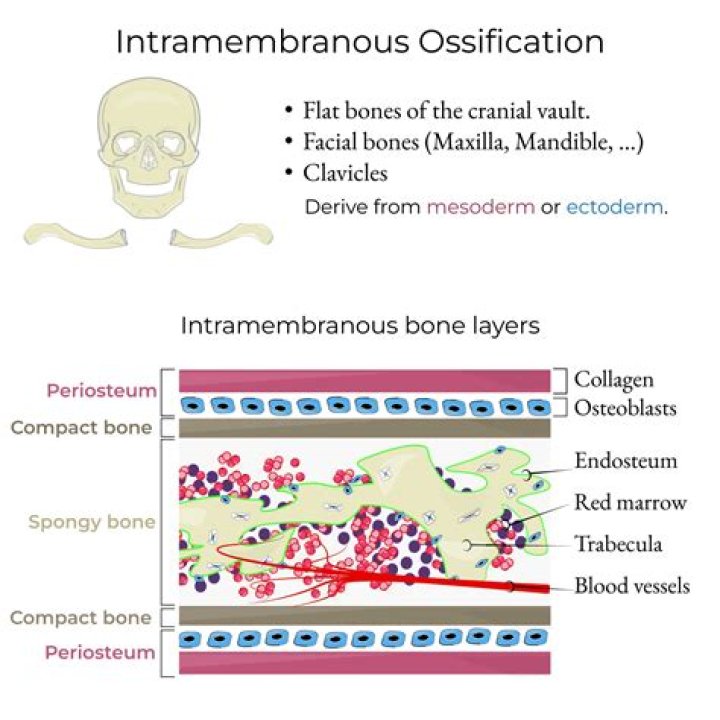 Is intramembranous bone formation?