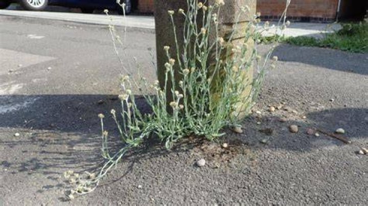 Is jersey cudweed edible?