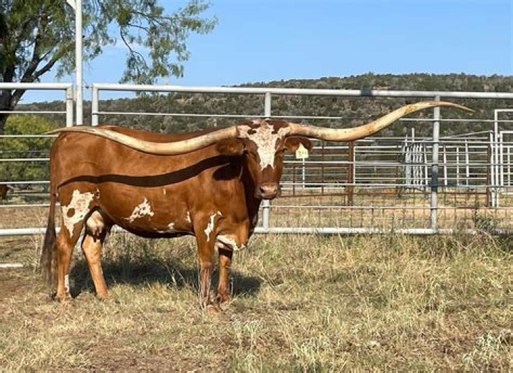 Is longhorn a cattle?