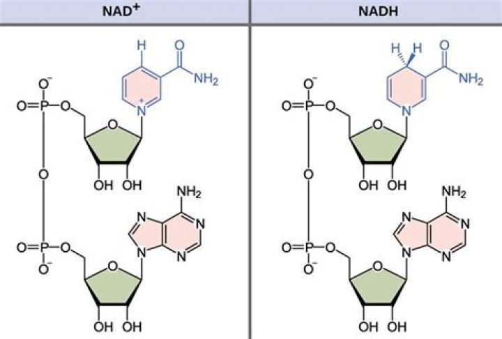 Is nadh a substrate or product?