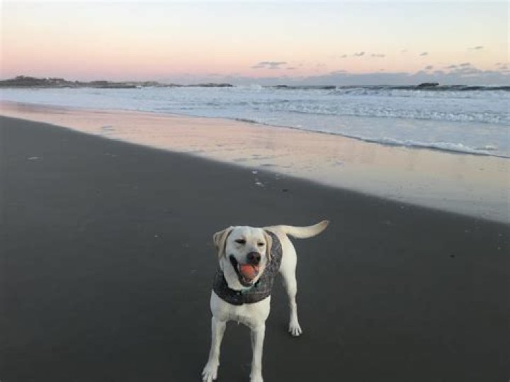 Is narragansett beach dog friendly?