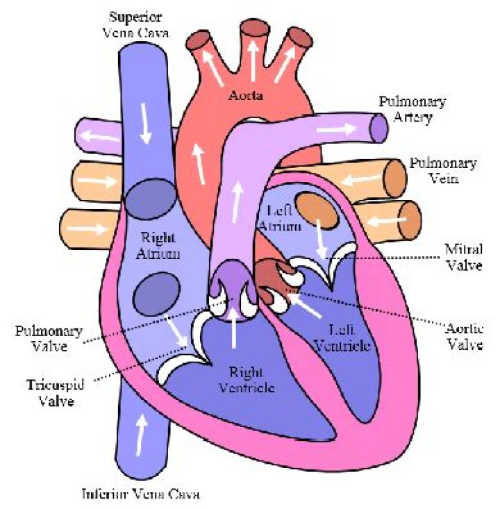 Is the difference between atria and ventricles?