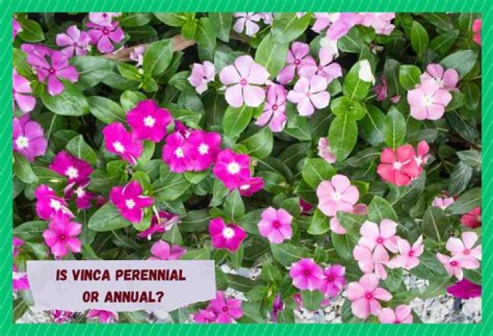 Is vinca a perennial?