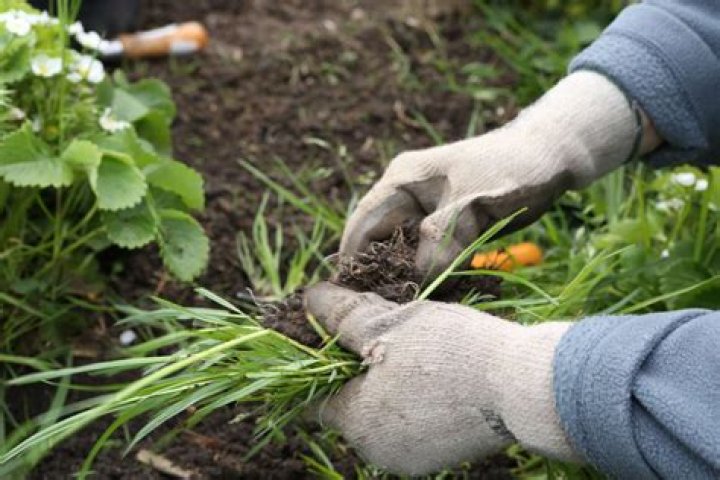 Is weeding by hand effective?