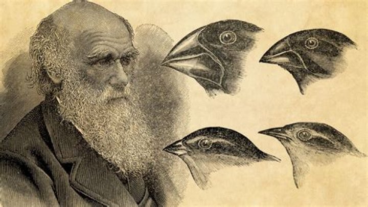 On evolution charles darwin?