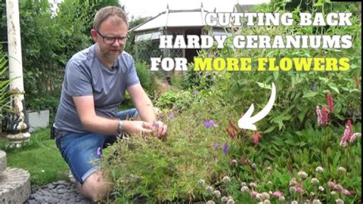 Should i cut back my geraniums?