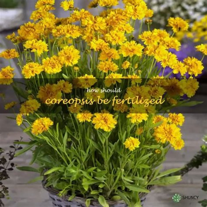 Should i fertilize coreopsis?