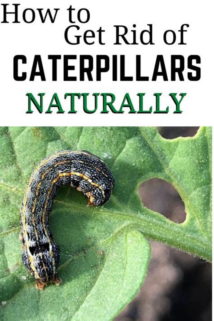 Should i remove caterpillars from my plants?