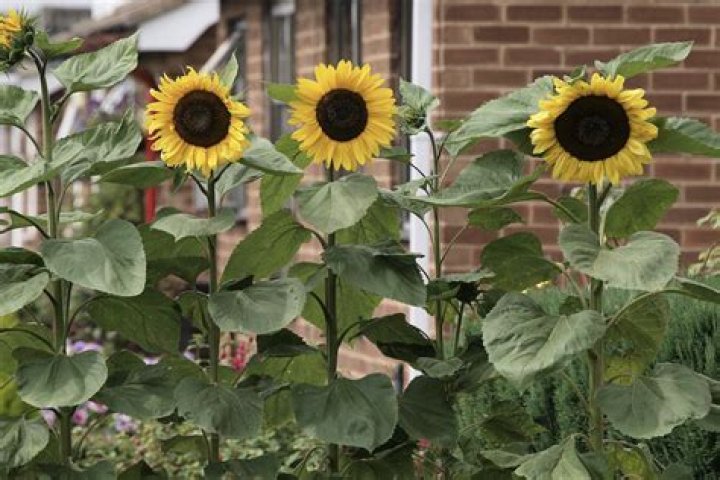 Should sunflowers be planted in full sun?