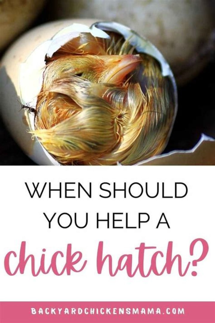 Should you help a gosling hatch?