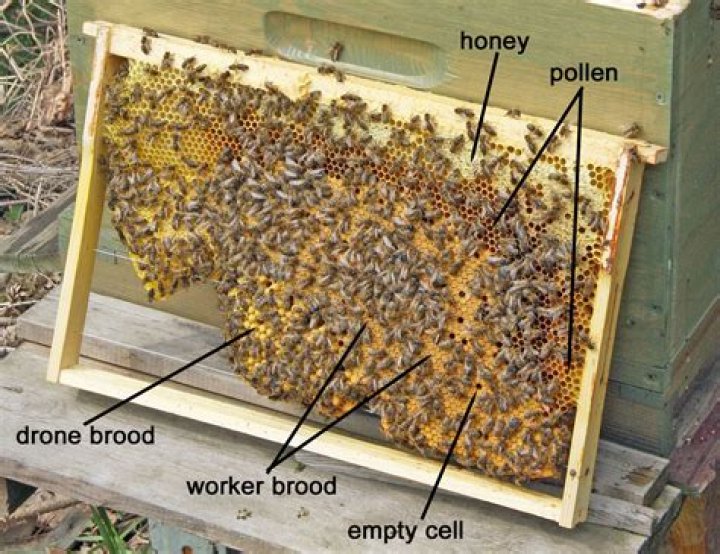 Was does brood mean?