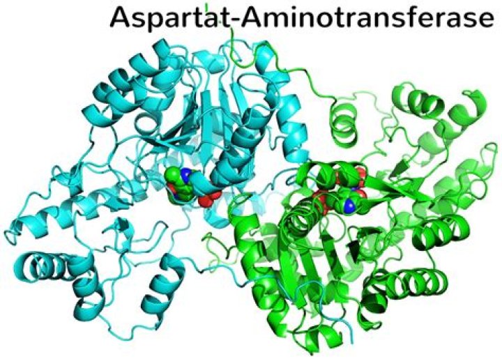 Was ist aspartate aminotransferase?