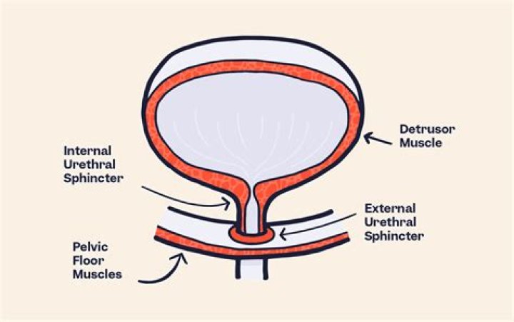 Was ist detrusor muscle?