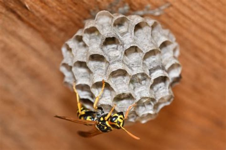 Wasp nest building material?