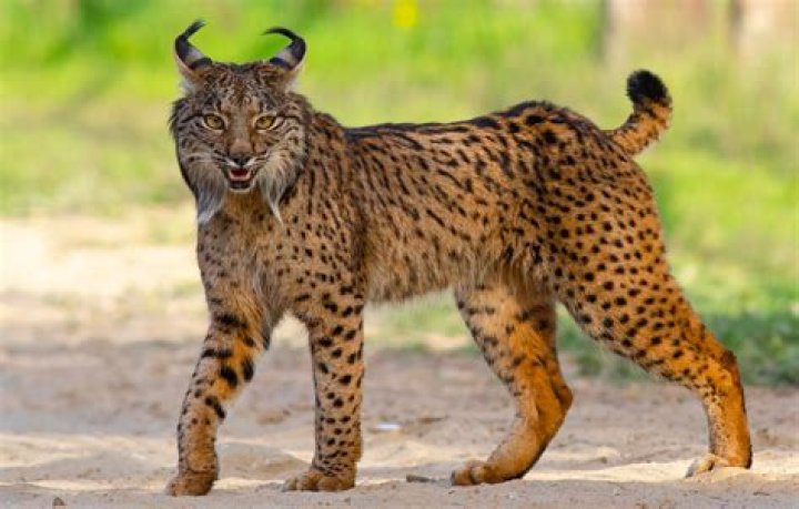 Were do iberian lynx live?
