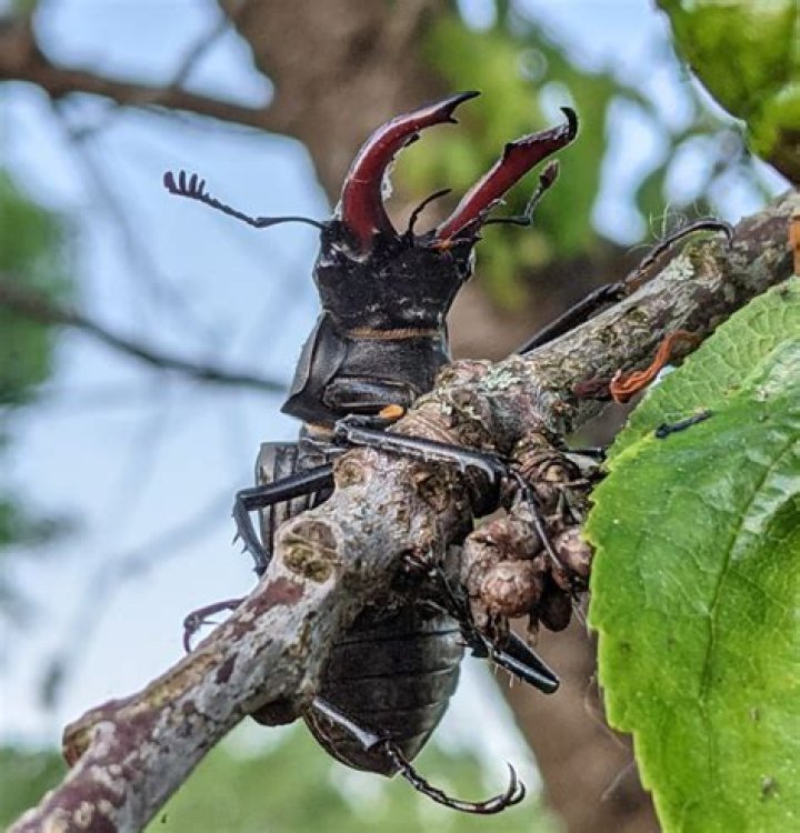 Were do stag beetles live?