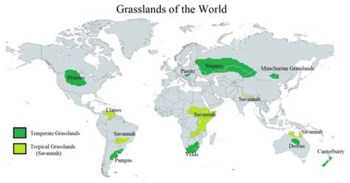 Were is grassland located?