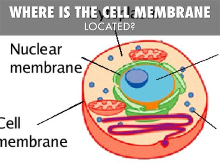 Were is the cell membrane located?