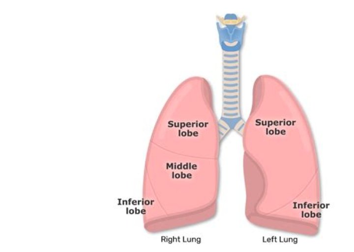 Were is the right lung?