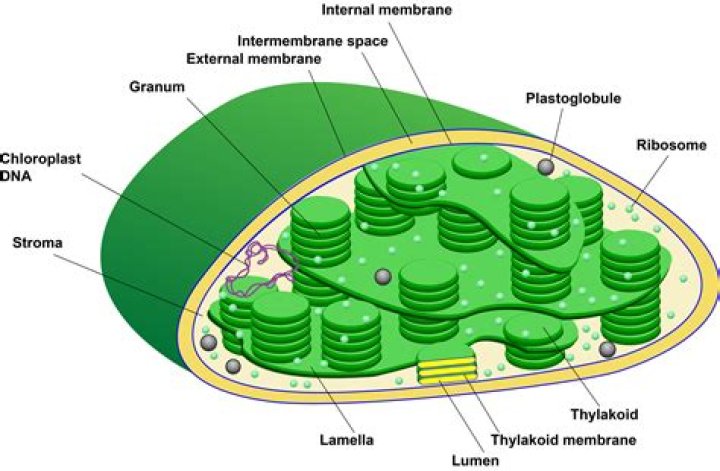 What are green plastids?