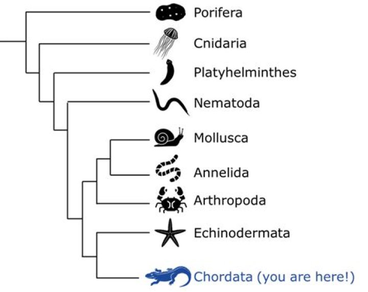 What are nonvertebrate chordates?
