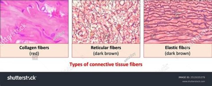 What are the connective tissue types?