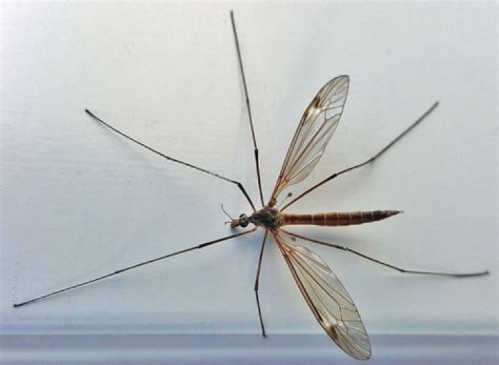 What are the large mosquito looking bugs?