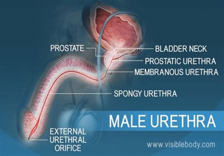 What are the three urethras?