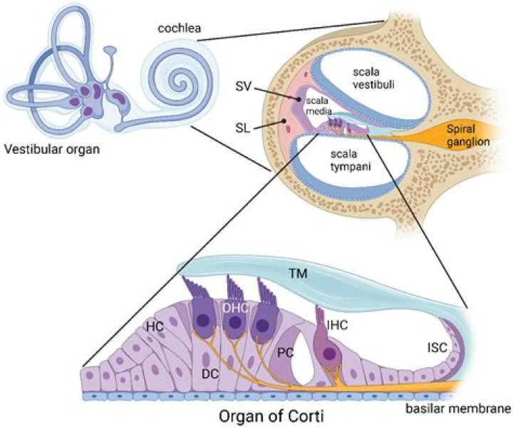 What can destroy cilia in the cochlea?