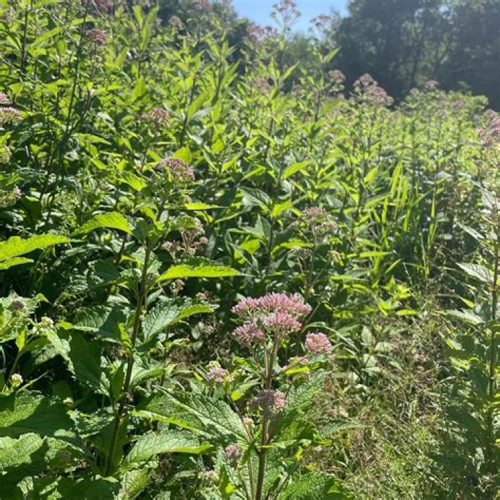 What caterpillars eat joe pye weed?