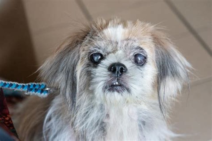 What causes blindness in dogs?