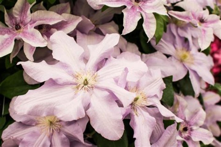 What clematis grows in shade?