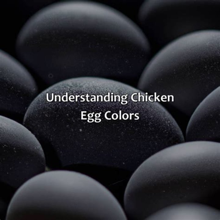What color eggs do black cochins lay?