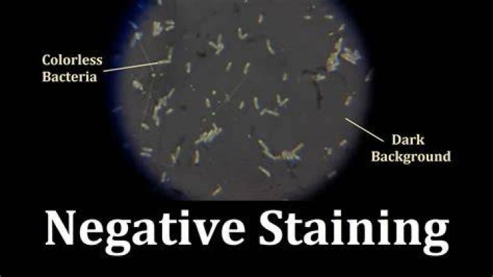 What color is nigrosin stain?