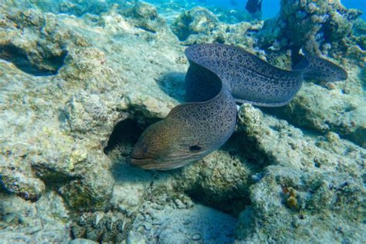 What do aquarium eels eat?