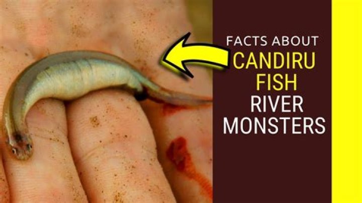 What do candiru do?