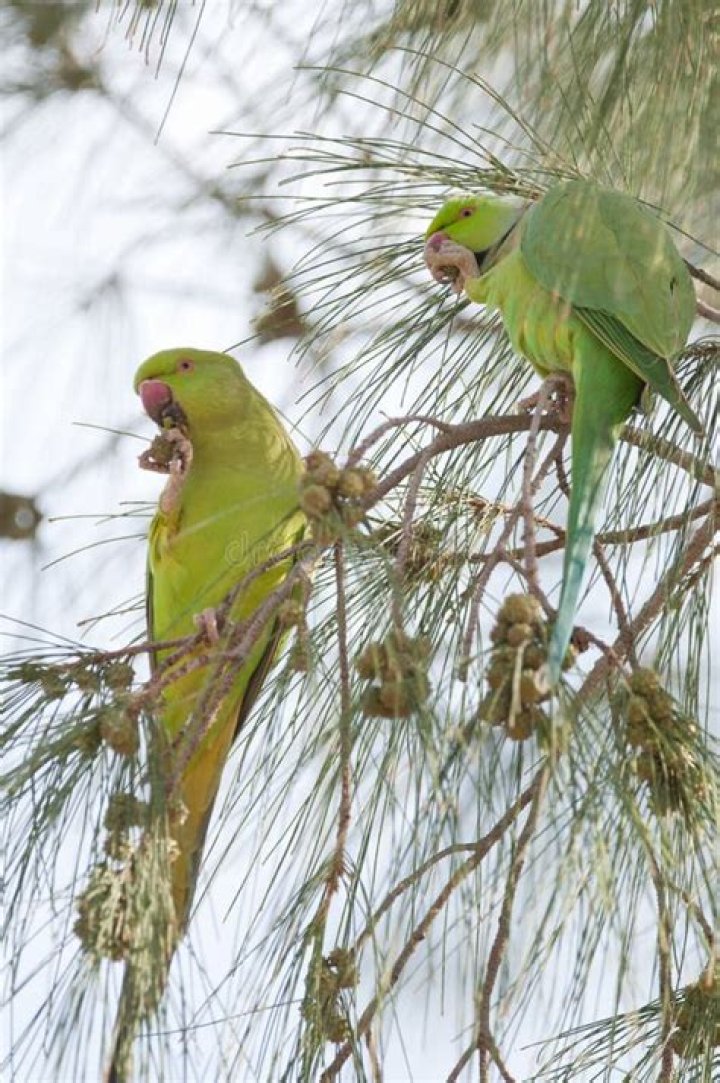 What do rose ringed parakeets eat?