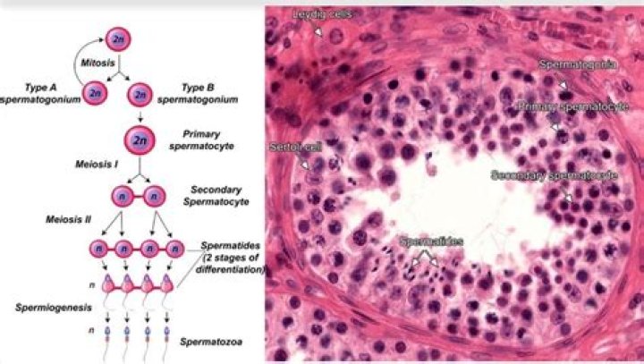 What do spermatogonia produce?