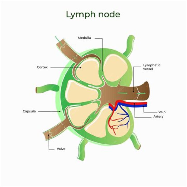 What does a lymph node mean?