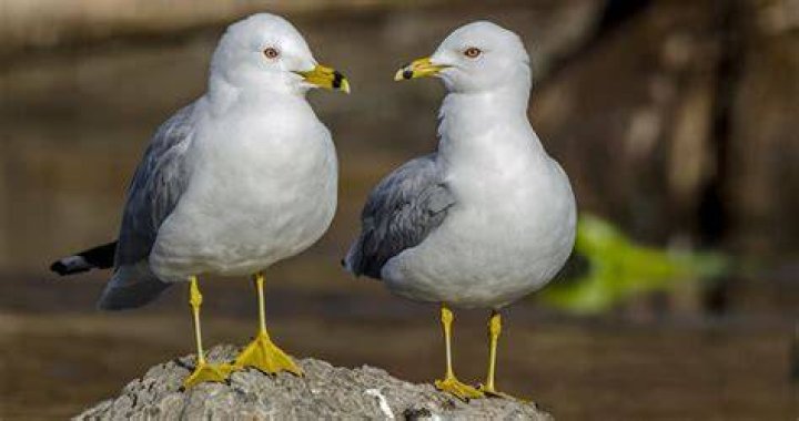 What does a ring-billed gull eat?